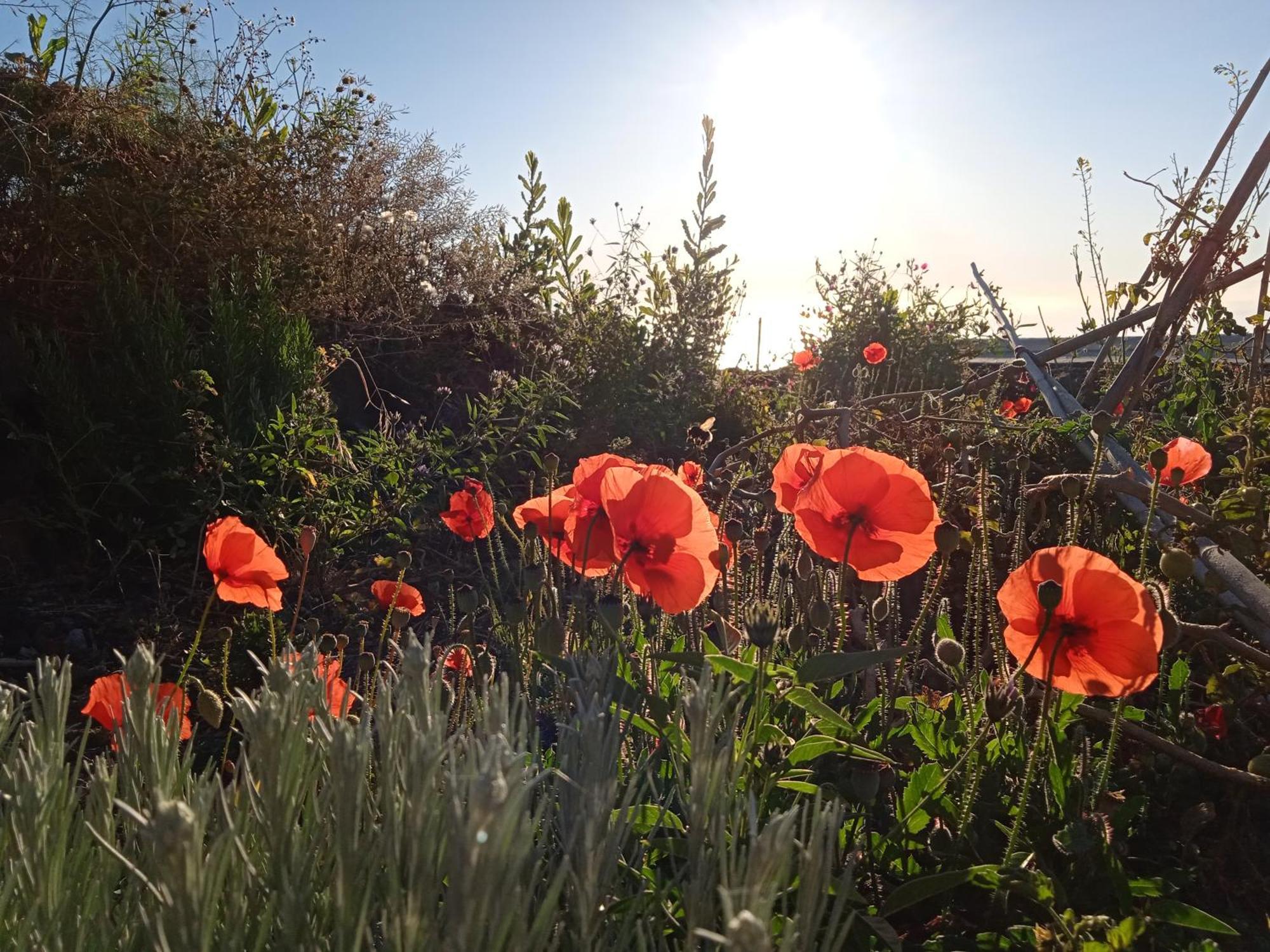 Casa Ben Abora Βίλα Las Rosas  Εξωτερικό φωτογραφία